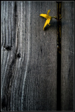 resized_floweronwoodtexture copy.jpg